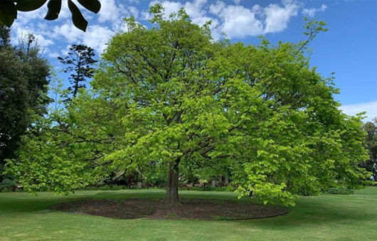 Ulmus 'Golden' Elm Tree