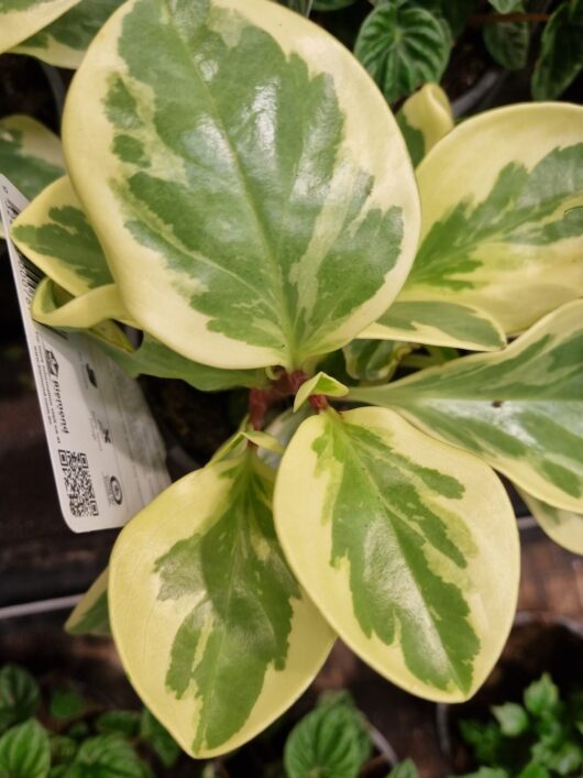 Peperomia 'Baby Rubber Plant' Variegated 7" Pot