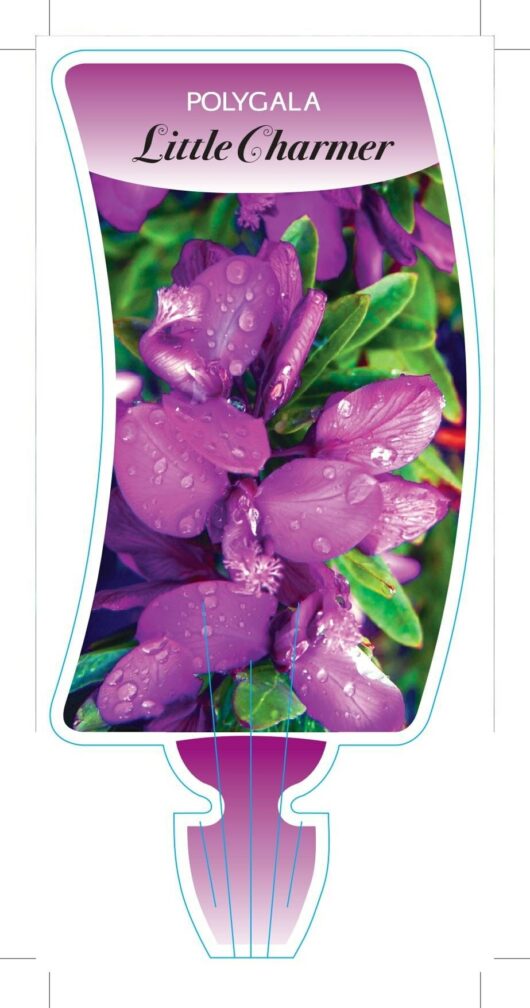 Polygala 'Little Charmer'