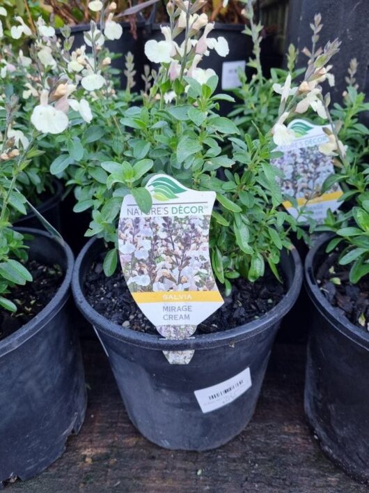 Salvia Mirage™ 'Cream' 8" Pot