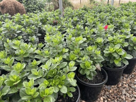 Hello Hello Plants Nursery Melbourne Victoria Australia Azalea indica Goyet Rhododendron 20cm Pot