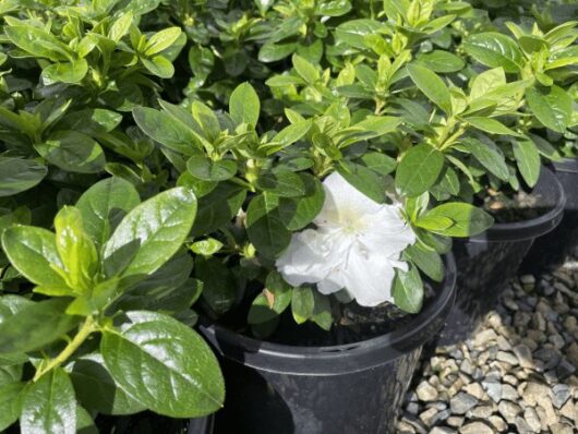 Azalea 'White Dragon' 8" Pot