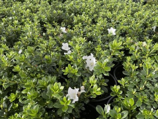 Azalea 'White Lace' 8" Pot