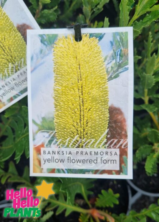 Banksia Praemorsa Yellow flower
