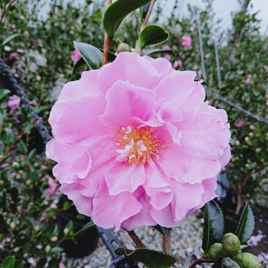 Hello Hello plants nursery melbourne victoria australia Camellia sasanqua Slimline With Love Flower