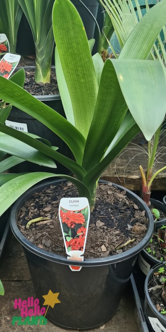 The Clivia miniata 'Dwarf' in a 10" pot features broad green leaves and a label with orange flowers, displayed on a wooden surface among other plants.