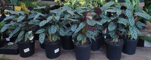 A group of Ctenanthe 'Silver Star' 8" Pot plants in black pots on a table.