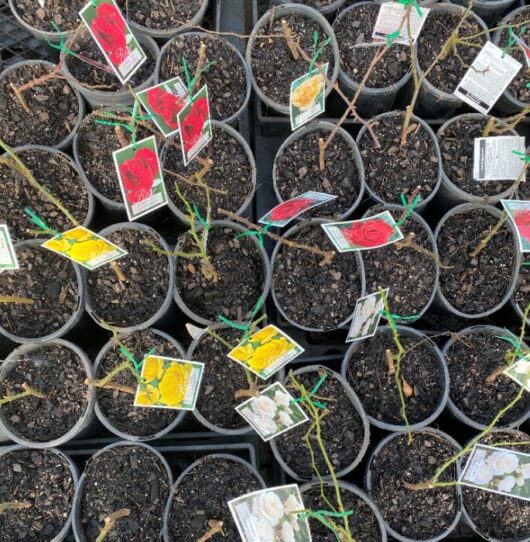 Freshly Potted Climbing roses hello hello plants