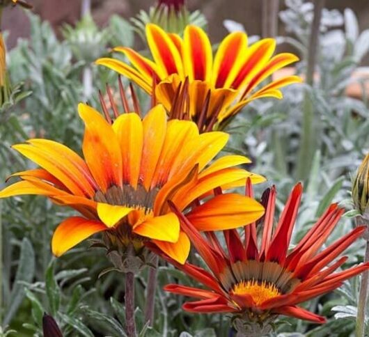 Gazania Mix silver leaf