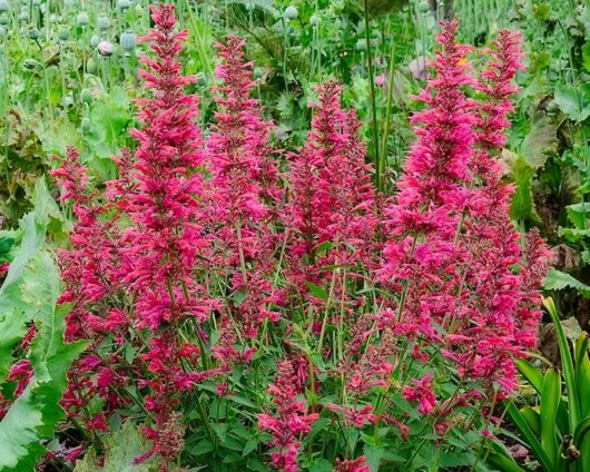 Agastache 'Raspberry' 6" Pot