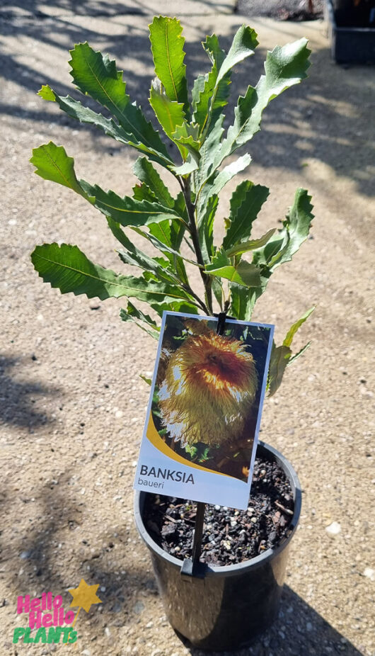 Hello Hello Plants Banksia baueri ‘Woolly Banksia’ 6in Pot
