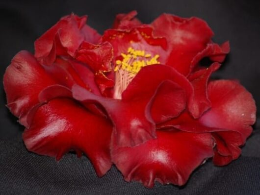 Camellia japonica 'Black Magic'