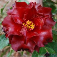 Close-up of a red Camellia japonica 'Black Magic' flower with ruffled petals and yellow stamens, surrounded by lush green leaves, thriving beautifully in an 8" pot.