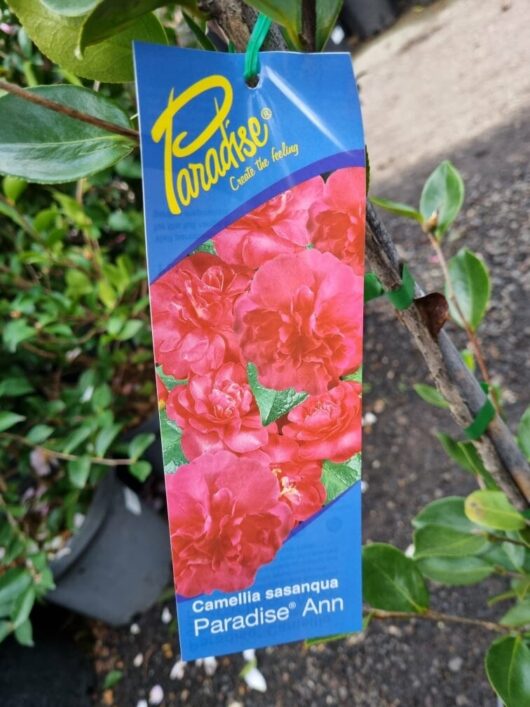 Camellia sasanqua 'Paradise® Ann' 8" Pot