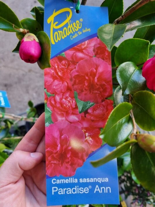 Camellia sasanqua 'Paradise® Ann' 8" Pot