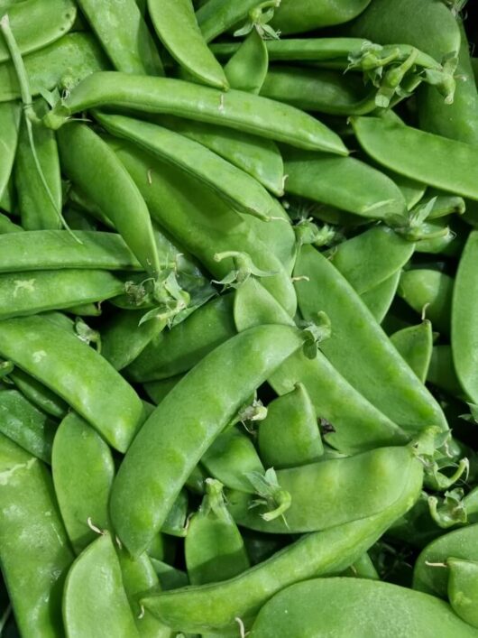 Pisum 'Snow Pea' 4" Pot