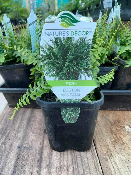 Nephrolepis 'Boston Montana Fern' 4" Pot