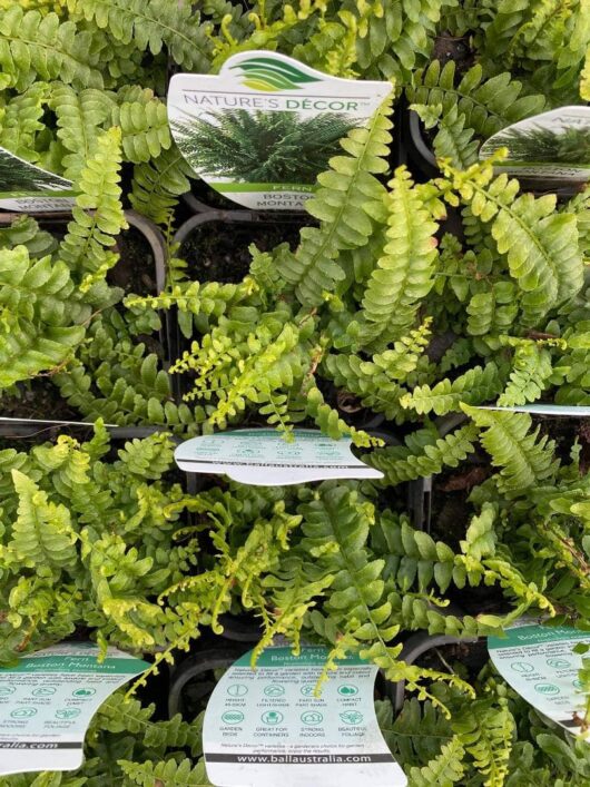 Nephrolepis 'Boston Montana Fern'