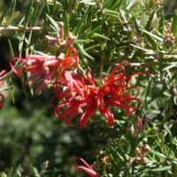 A close-up of the Grevillea 'Big Red' in a 6" pot, showcasing its bright red blooms with long, thin petals and green, spiky foliage.