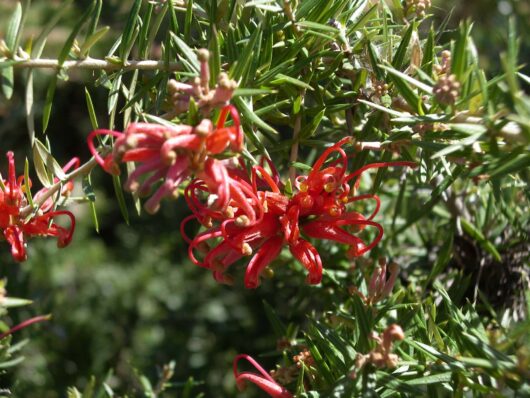 A close-up of the Grevillea 'Big Red' in a 6" pot, showcasing its bright red blooms with long, thin petals and green, spiky foliage.
