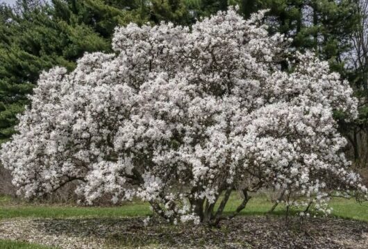 Magnolia 'Waterlily'