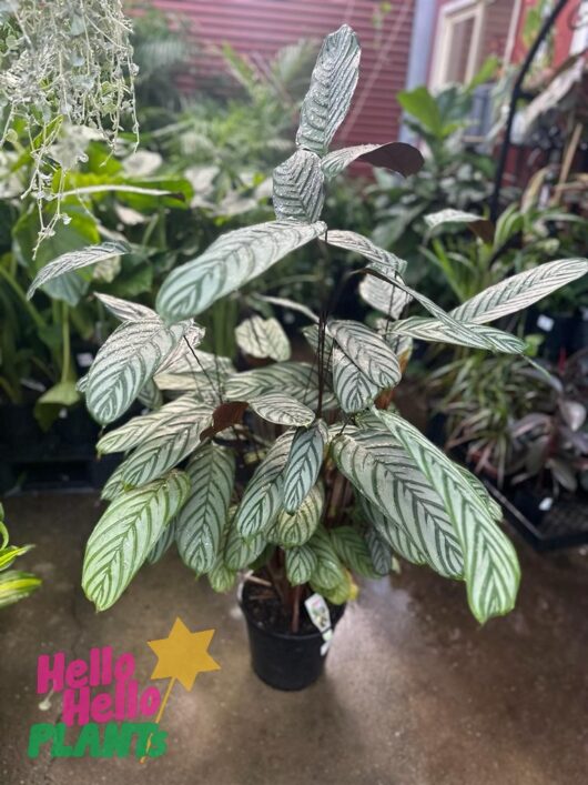 Ctenanthe setosa 10" Pot