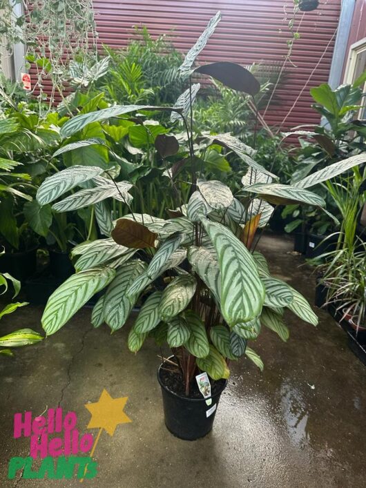 Ctenanthe setosa 10" Pot