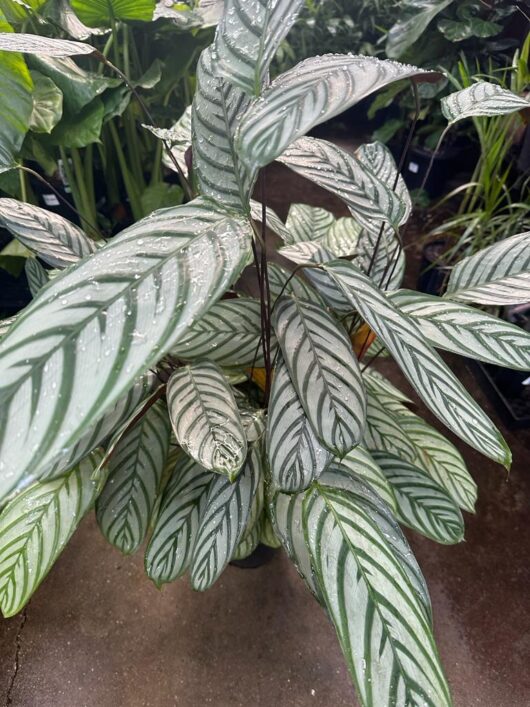 Ctenanthe setosa