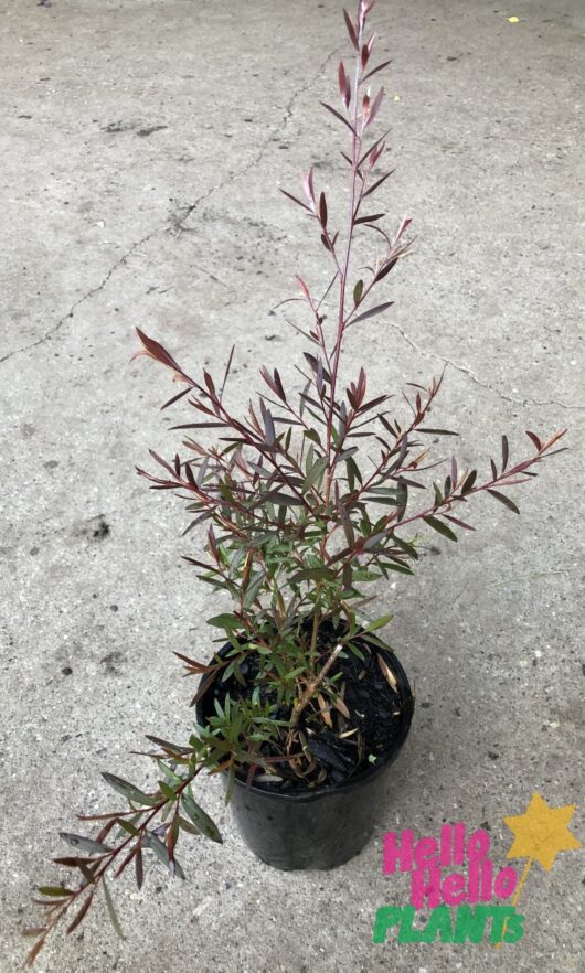 Leptospermum 'Burgundy' Tea Tree 6" Pot