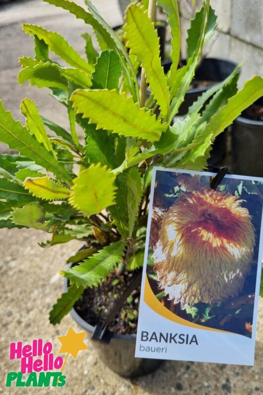 Banksia baueri 'Woolly Banksia'