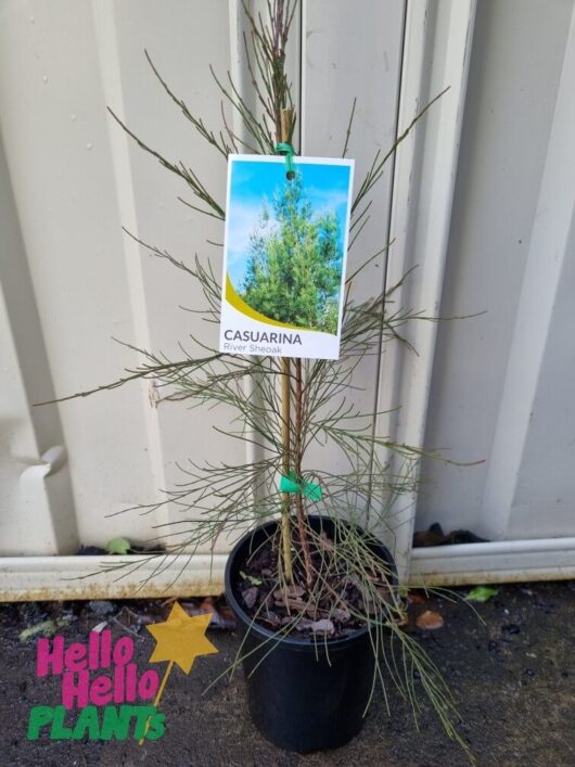 Casuarina cunninghamiana 'River She-Oak' 6" Pot