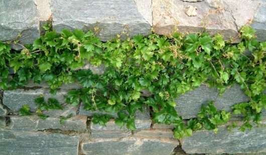 Parthenocissus 'Lowii' Boston Ivy 6" Pot