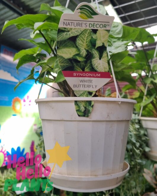 Syngonium 'White Butterfly' (Hanging Basket) 7" Pot