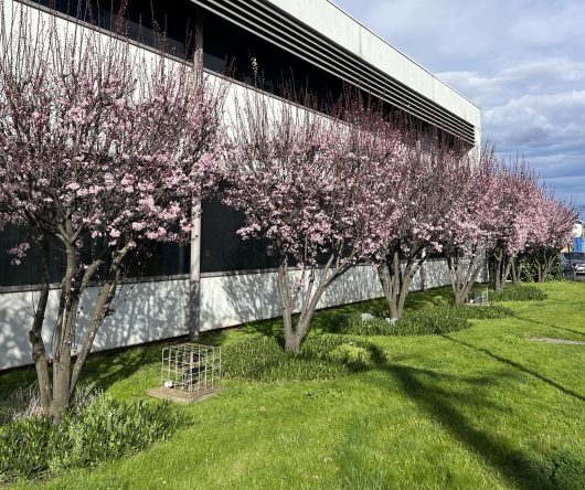 A row of Prunus 'Nigra' Purple Leaf Flowering Plum 3ft (Bare Rooted) trees with pink flowers lines a building, casting shadows on a well-maintained green lawn under a partly cloudy sky.