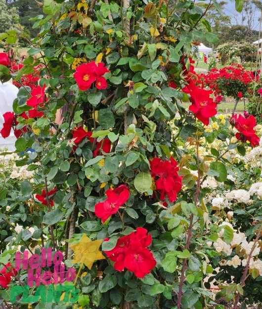 Rosa Altissimo climbing rose bright red vibrant rose flowers open petals