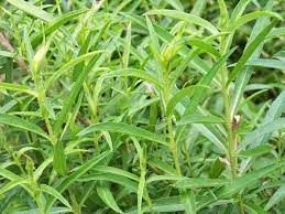 A close-up of Artemisia 'French' Tarragon in a 4" pot shows densely packed, slender, elongated green leaves perfect for planting.
