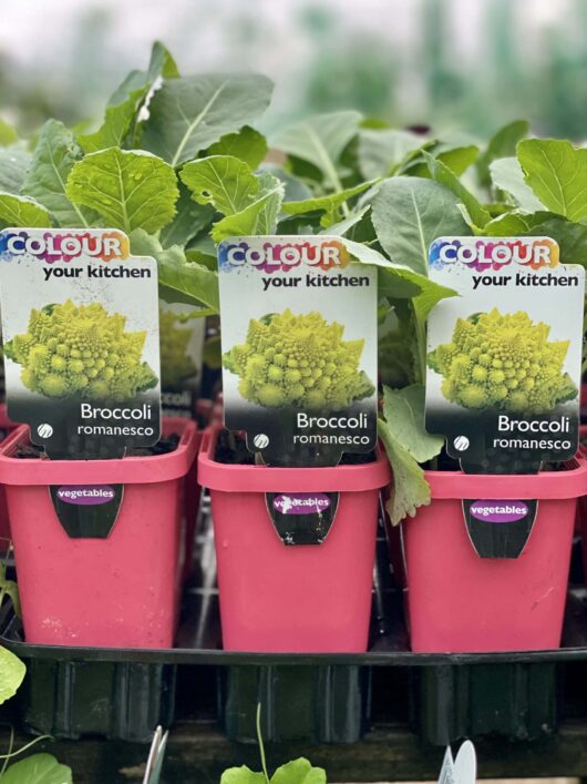 Broccoli 'Romanesco' 3" Pot