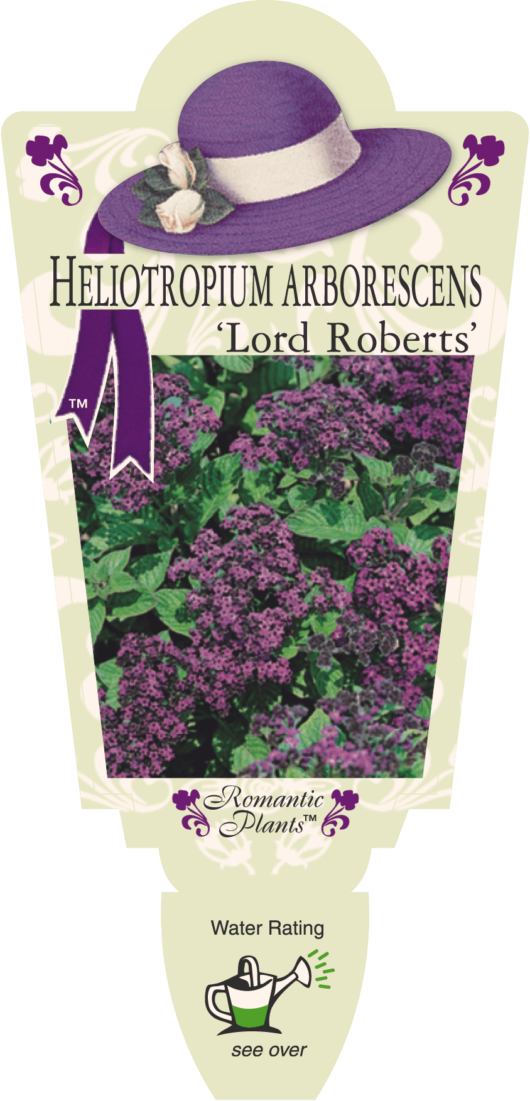 Heliotrope 'Lord Roberts' 6" Pot