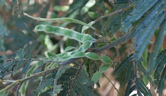 Acacia 'Common Black Wattle'