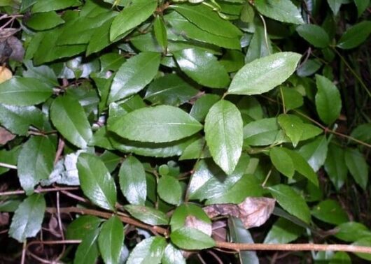 Aphanopetalum 'Gum Vine' 6" Pot
