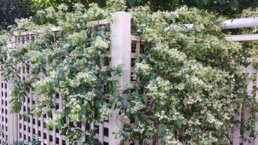 Aphanopetalum 'Gum Vine' 6" Pot