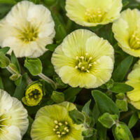 Close-up of Arenaria 'Summer Lemon' flowers, featuring light green round petals and central stamens, nestled among lush green leaves and buds in a charming 6" pot.