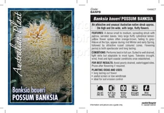 Banksia baueri 'Woolly Banksia'