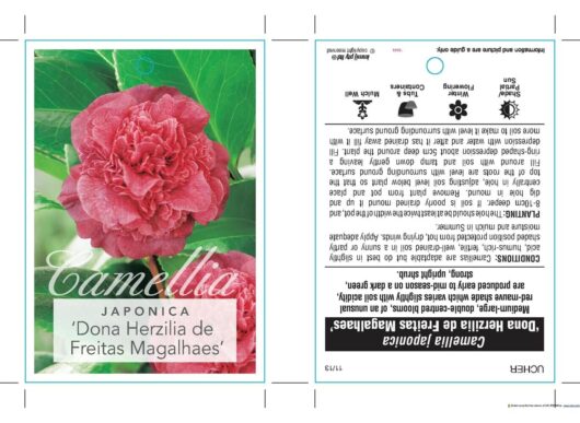 Camellia japonica 'Dona Hertz'