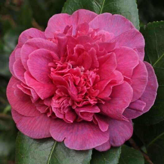 Camellia japonica 'Dona Hertz'