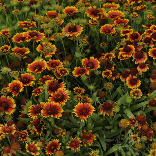 Gaillardia 'Arizona Sun' Blanket Flower 8" Pot