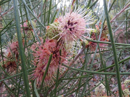 Hakea scoparia 'Kangaroo Bush' 6" Pot