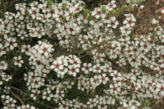 Leptospermum 'Woolly Tea Tree' 6" Pot