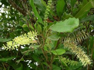 Green leaves and clusters of small, cream flowers decorate the Macadamia 'Lotsa Nuts®' plant branch, heralding an abundant harvest.