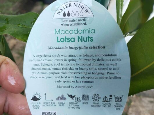 Macadamia 'Lotsa Nuts®' Tucker Time 12" Pot